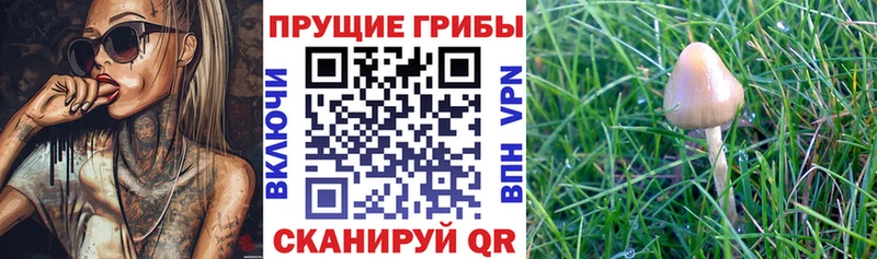 Псилоцибиновые грибы мухоморы  даркнет сайт  Минеральные Воды 